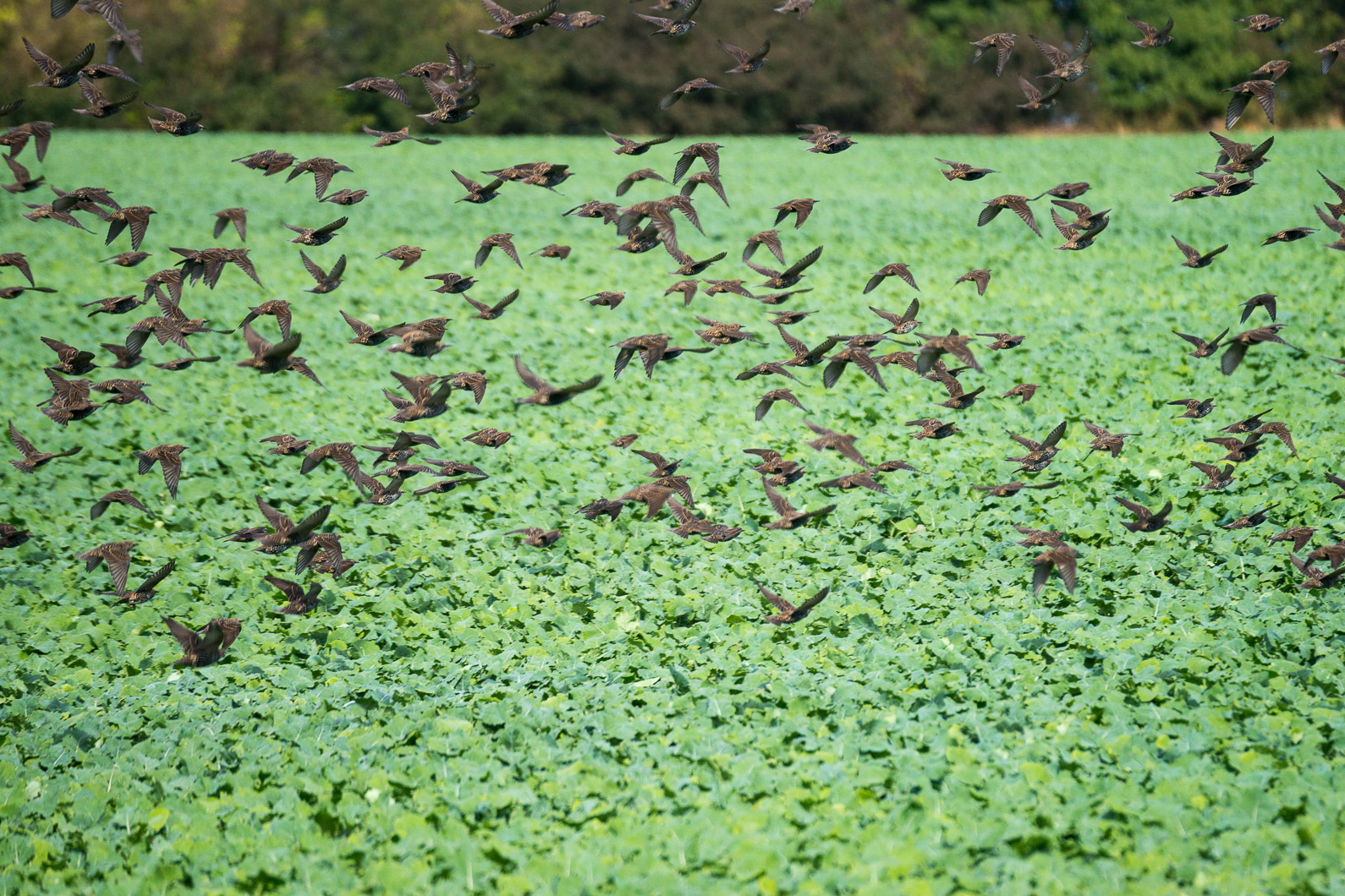 20160922 130643 Alt Reddevitz